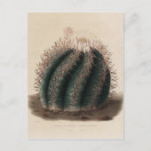 Roze ventilatorcactus  botanische afdrukken briefkaart (Voorkant)