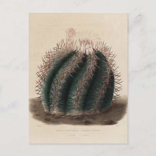 Roze ventilatorcactus  botanische afdrukken briefkaart (Voorkant)