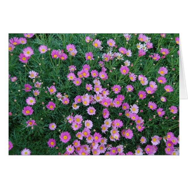 Roze ventilatorkaart (Voorkant Horizontaal)