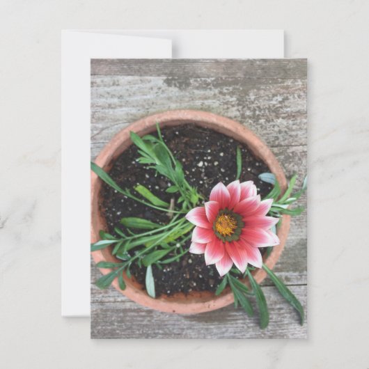 Roze ventilatorkaart kaart (Voorkant)