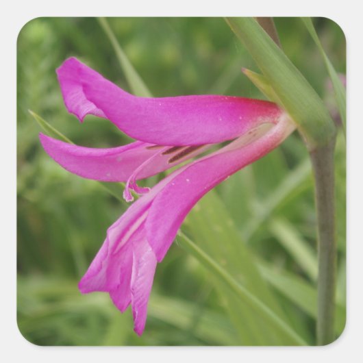 Roze ventilatorstickers vierkante sticker (Voorkant)