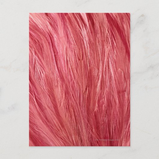 Roze veren briefkaart (Voorkant)