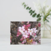 Roze Viburnum Blossom Briefkaart (Staand voorkant)
