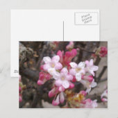 Roze Viburnum Blossom Briefkaart (Voorkant / Achterkant)