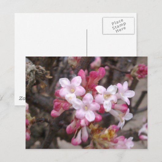 Roze Viburnum Blossom Briefkaart (Voorkant / Achterkant)