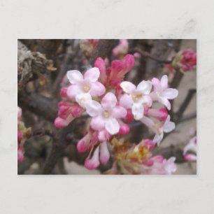 Roze Viburnum Blossom Briefkaart