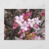 Roze Viburnum Blossom Briefkaart (Voorkant)