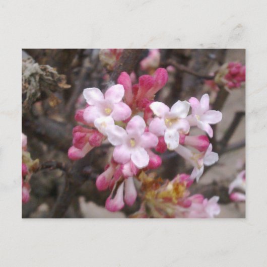 Roze Viburnum Blossom Briefkaart (Voorkant)