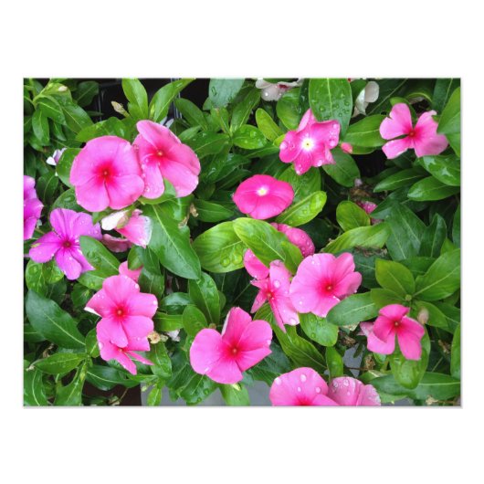 Roze Vinca Flower Struik Foto Afdruk (Voorkant)