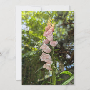 Roze Vingerhoedskruid in Zomer Tuin Licht Kaart
