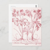 Roze Vintage Botanische Kunst Briefkaart (Voorkant / Achterkant)