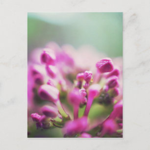 Roze vintage macro bokeh bloem briefkaart