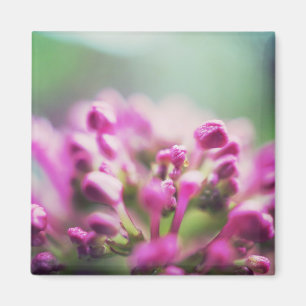 Roze vintage macro bokeh bloem magneet