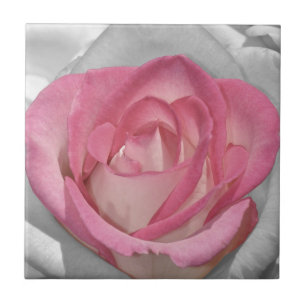 Roze vintage roos print tegeltje