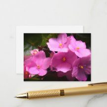 Roze Violette Africaine Saintpaulia Bloemen