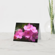 Roze Violette Afrikaanse Saintpaulia Bloemen