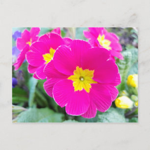 Roze viooltjes in de park ansichtkaart briefkaart