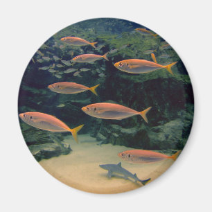 Roze vis Shoal onderwater foto Magneet