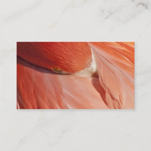 Roze Visitekaartje van de Closeup van Flamingo (Voorkant)