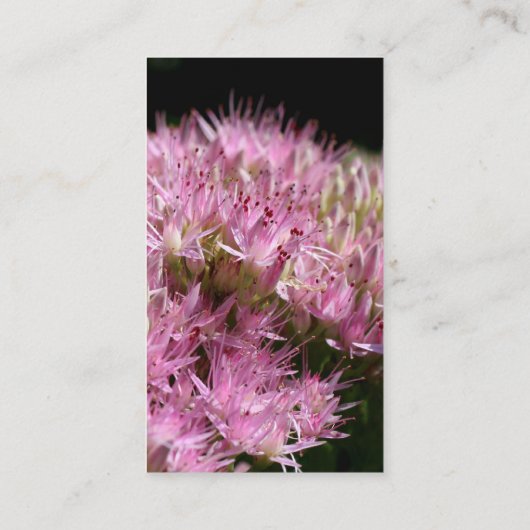 Roze Visitekaartje voor fotografie van Sedum (Achterkant)