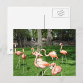 Roze vlammen briefkaart (Voorkant / Achterkant)