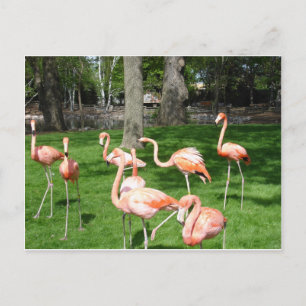 Roze vlammen briefkaart