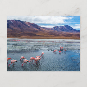 Roze vlammen in Bolivia Briefkaart