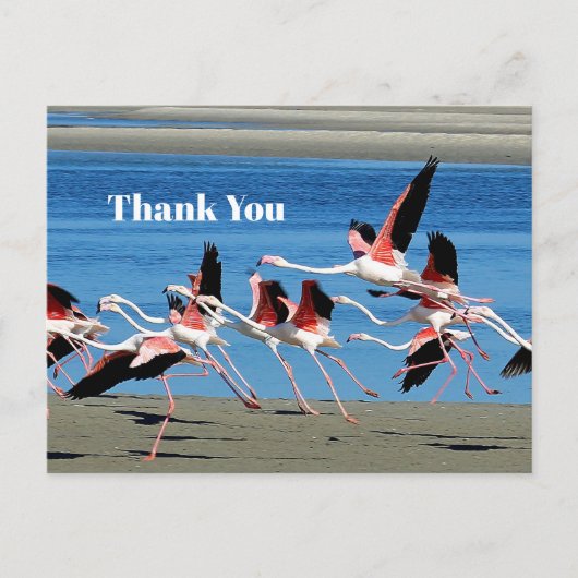 Roze Vliegende Flamingo Natuurfoto Dank U Briefkaart (Voorkant)