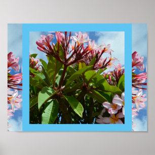 roze vlinderbloemboom, poster