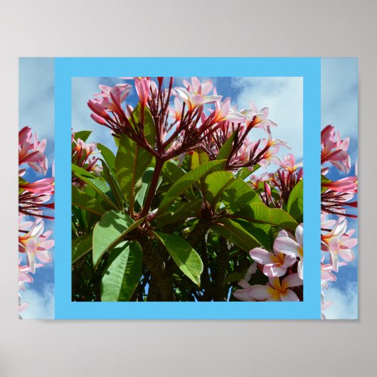 roze vlinderbloemboom, poster (Voorkant)
