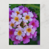 Roze vlinderbloemen briefkaart (Voorkant)