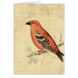  roze vogel