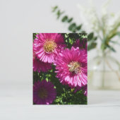 Roze voorster - Briefkaart (Staand voorkant)