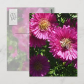 Roze voorster - Briefkaart (Voorkant / Achterkant)