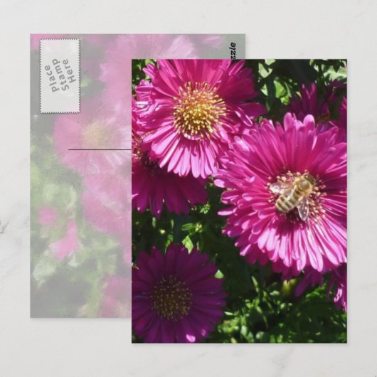 Roze voorster - Briefkaart (Voorkant / Achterkant)