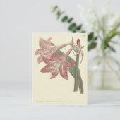 Roze Voorziene illusie van Amaryllis Briefkaart (Staand voorkant)