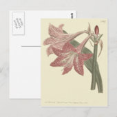 Roze Voorziene illusie van Amaryllis Briefkaart (Voorkant / Achterkant)