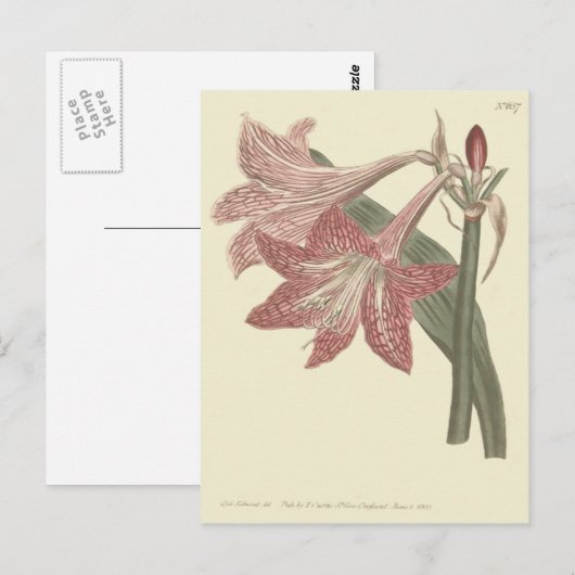 Roze Voorziene illusie van Amaryllis Briefkaart (Voorkant / Achterkant)