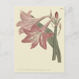 Roze Voorziene illusie van Amaryllis Briefkaart
