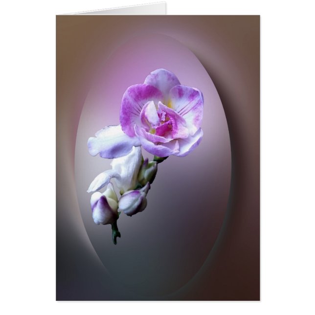 roze vriesbloem (Voorkant)