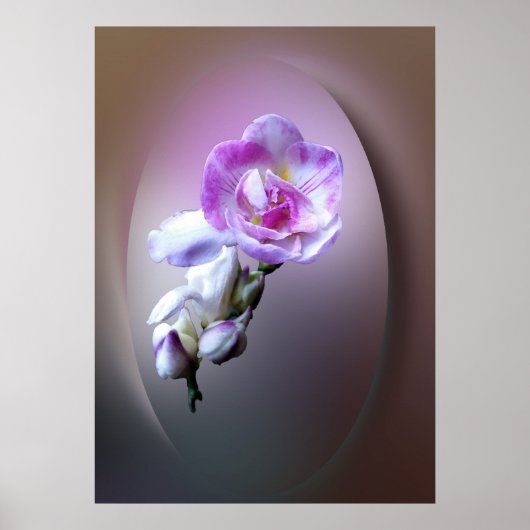 roze vriesbloem poster (Voorkant)