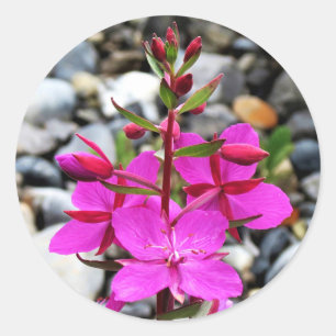  Roze Vuurbloem in Canada Ronde Sticker