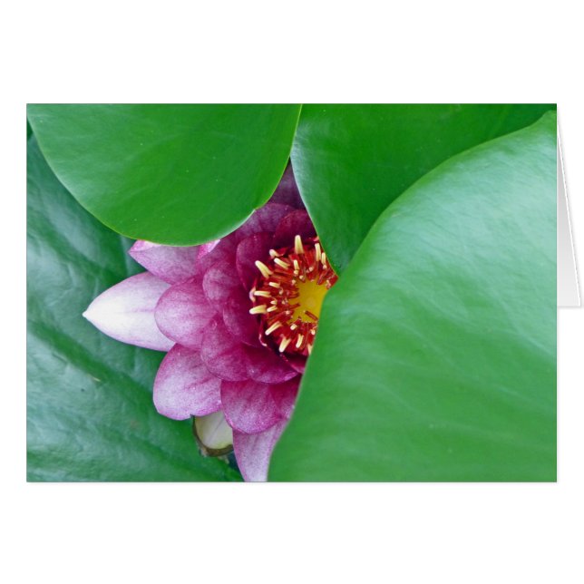 Roze Water Lily (Voorkant Horizontaal)