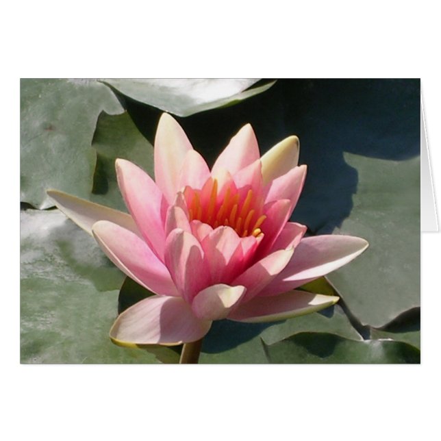 Roze Water Lily (Voorkant Horizontaal)