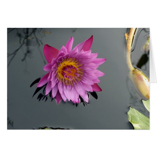 Roze Water Lily (Voorkant Horizontaal)