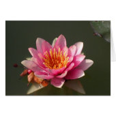 Roze Water Lily (Voorkant Horizontaal)