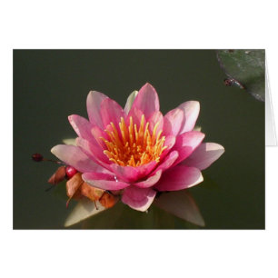 Roze Water Lily