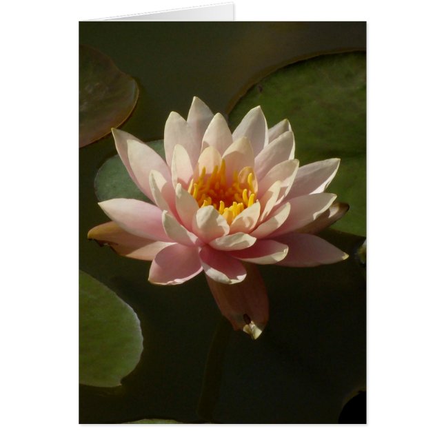Roze Water Lily (Voorkant)