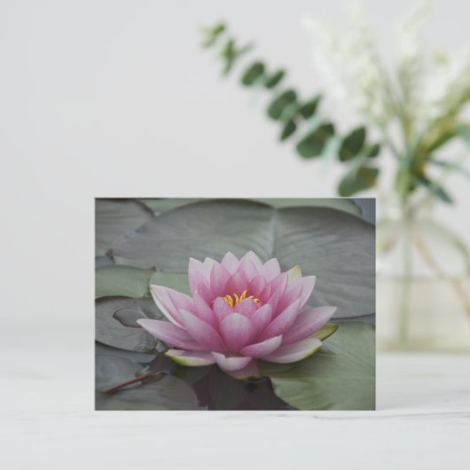 Roze Water Lily Briefkaart (Staand voorkant)