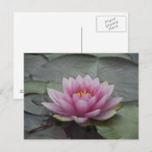 Roze Water Lily Briefkaart (Voorkant / Achterkant)